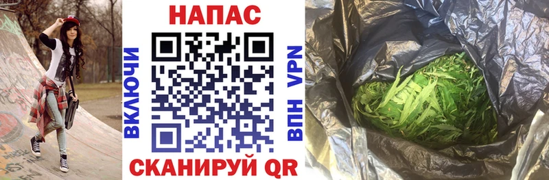 Каннабис сатива  Камень-на-Оби 